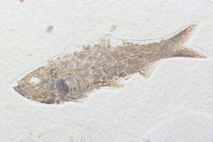 Large, Knightia Fossil Fish - Wyoming #40496